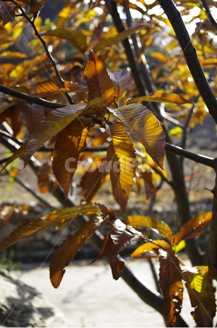 나무,가을,잎,식물,plant,밤나무,가을,계절,fall,autumn,season,leaf,veins,정맥