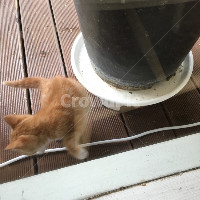 고양이,냥이,야옹이,길냥이,길묘,아기고양이,귀여움,귀여워,뽀시래기,젤리,집사,cat,kitty,kitten,babycat,cutie,cute,animal,동물,animal,포유류,mammal,고양이,cat,kitten,kitty