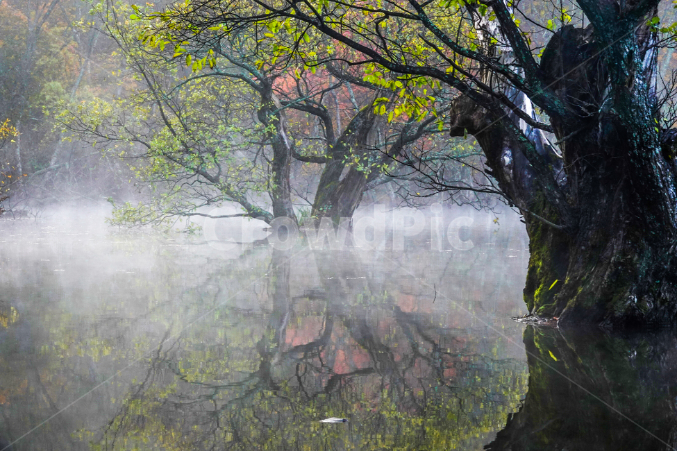 nature,자연,tree,나무,물,나무줄기,저수지,반영,주산지,청송군,물안개,가을,단풍,고목,아침