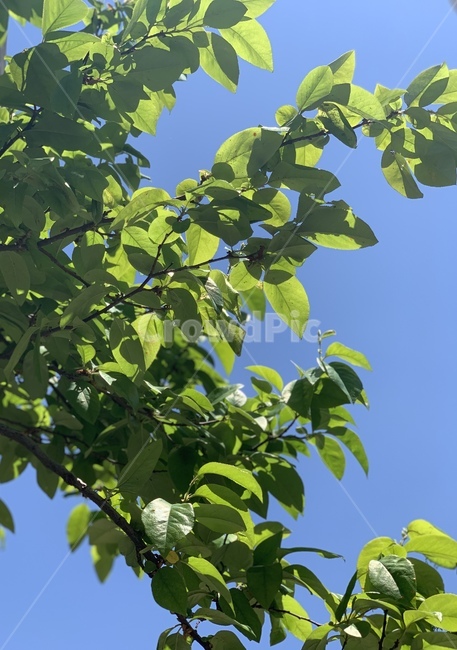 나무,하늘,여름,잎사귀,맑음,나뭇잎,초록,파랑,청량,summer,sky,tree,leaf