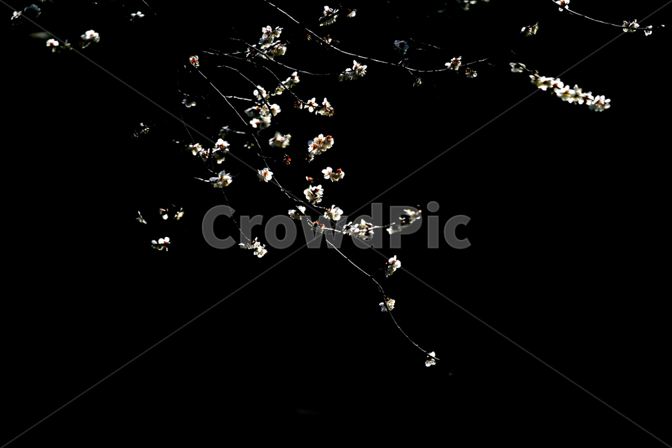 광양,매화,봄,꽃,식물,flower,봄,계절,spring,season