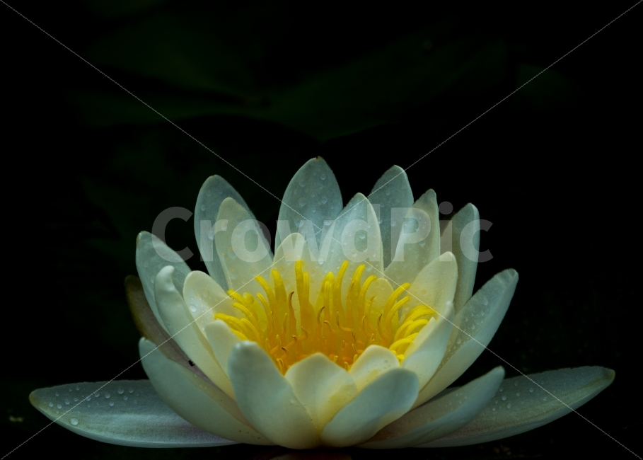 꽃,연꽃,flower,봄,자연,풍경,spring,nature,landscape,흰색,white,색,color,이슬,순수,순정,석가모니,감성,사진,emo,photography,gallery,연근,식물,자연,plants,nature,꽃,flower
