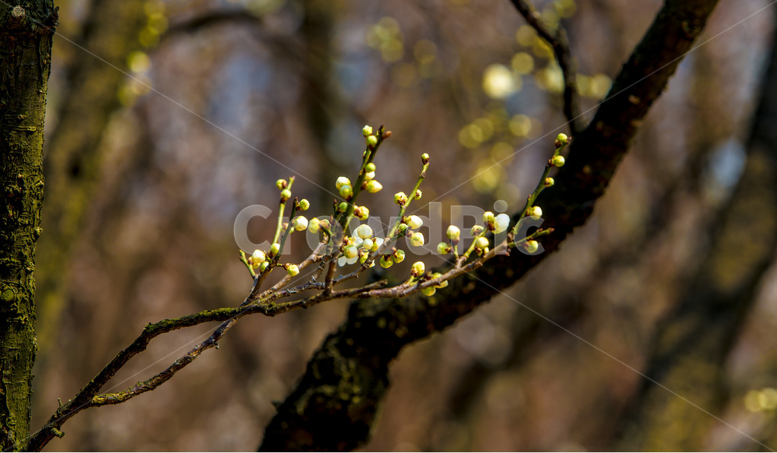 봄,꽃봉오리,감성,꽃,벚꽃,봄,계절,spring,season,식물,자연,plants,nature,꽃,flower,plant