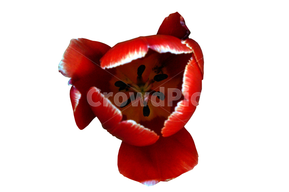 자연,식물,plant,blossom,꽃,꽃잎,flower,빨간꽃,튤립,빨간튤립