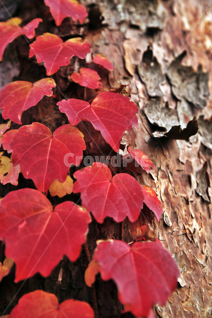 단풍,가을,계절,붉은색,담쟁이덩굴,넝쿨식물,가을,계절,fall,autumn,season,leaf,잎,plant,식물