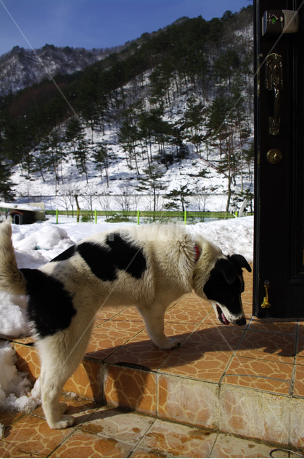 개,동물,설경,겨울,강아지,겨울,계절,winter,season,동물,animal,포유류,mammal,개,강아지,dog,doggy