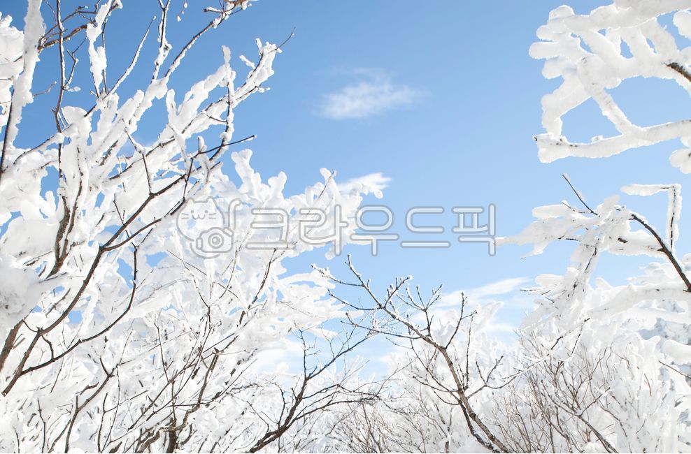 겨울,설경,나무,겨울나무,배경,눈송이,동계,함박눈,눈,신년,새해,눈꽃,시즌,풍경,고요,자연,계절,눈보라,겨울산,하얀세상,하늘,구름,절경,아름다움,하얀눈,낮,폭설,추위,trees,beauty,mountain,rime,december,seasons,bright,frozen,postcard,park,sunny,newyear,frosty,hoarfrost,covered,branch,frostcovered,outdoors,frosted,january,february,sunlight,snowy,clear,weather,wood,ice,outdoor,natural,frost,forest,landscape,cold,snow,winter,blue,sky,beautiful,season,tree,background,white,nature