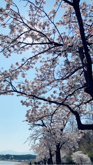 하늘,봄,벚꽃,강릉,blossom