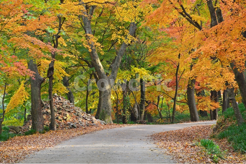 길,tree,나무,plant,식물,leaf,잎,maple,단풍,고창,선운사,선운사가을,가을,계절,추색,만추,단풍잎,낙엽,treetrunk,나무줄기,가을,계절,fall,autumn,season
