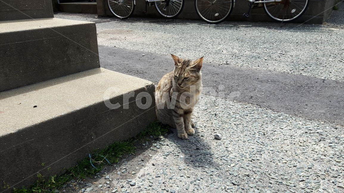 고양이,고양이섬,아이노시마,냥냥이,일본고양이섬
