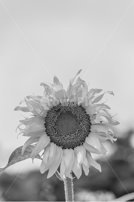 해바라기,꽃,열정,씨앗,바람,식물,여름,계절,summer,season,가을,fall,autumn,식물,자연,plants,nature,꽃,flower,흑백,모노톤,monochrome,black and white,plant