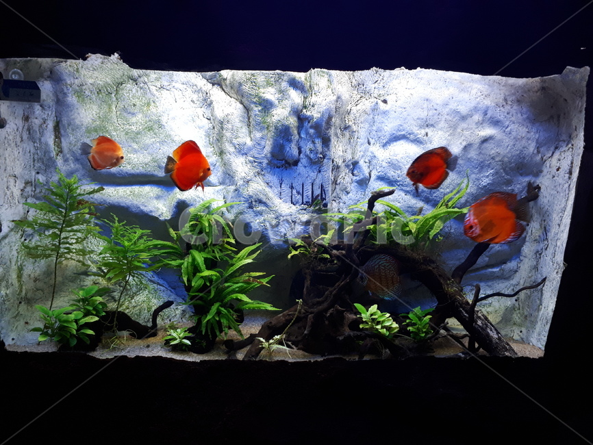 물고기,아쿠아리움,물,청량,깨끗함,동물,animal,어류,물고기,fish
