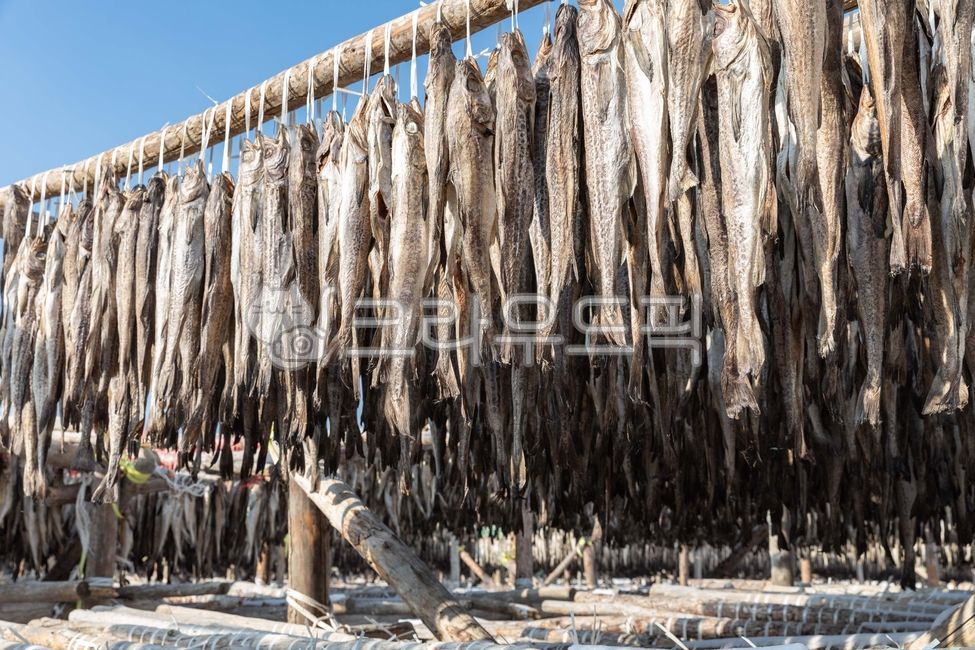 Deokjang,winter,dried fish,Daegwallyeong pollack,Snacks,season,alcohol snacks,beer snacks,sky,pollack,winter pollack,food,Gangwondo,snow,pho,fish,Daegwallyeong,traditional food,Dried pollack,dried pollack
