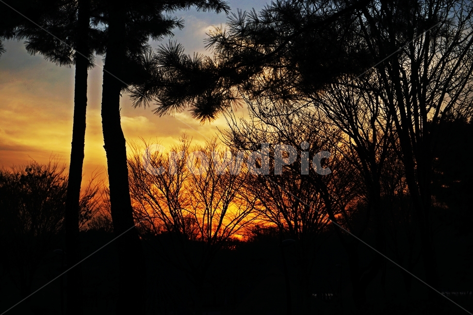 하늘,나무,노을,풍경,어둠,dark,sky,wood,일몰,야경,도시,도심,건물,건축,nature,자연,city,building,darkphoto,sunset,nightlight,겨울,계절,winter,season,식물,자연,plants,nature,나무,trees,wood