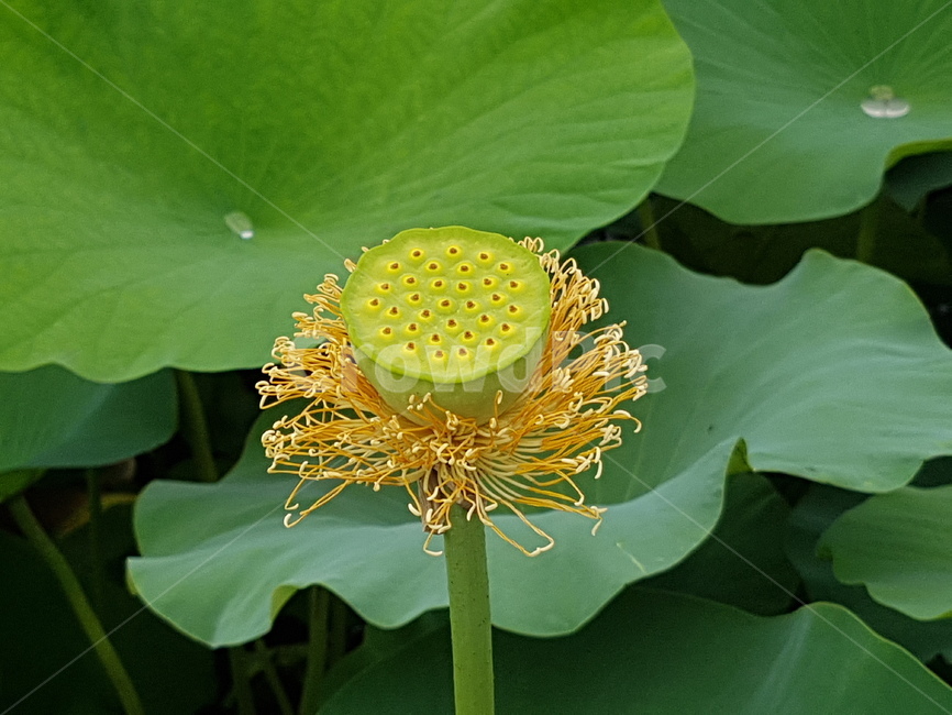 식물,자연,연꽃술,연꽃씨방,녹색,green