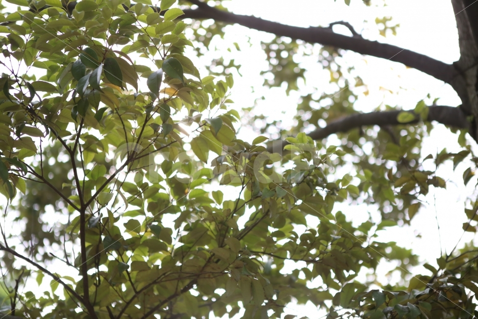 자연,나무,여름,나뭇잎,햇빛,아침햇살,햇살,DSLR,고퀄사진,힐링,퀄리티,여유,자유,분위기,식물,자연,plants,nature