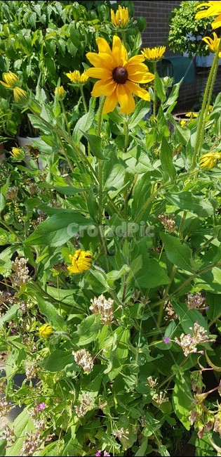 꽃,노란색,줄기,잎,루드베키아,쌍떡잎식물,국화과꽃,flower,삼잎국화,야생화,황금색꽃,식물