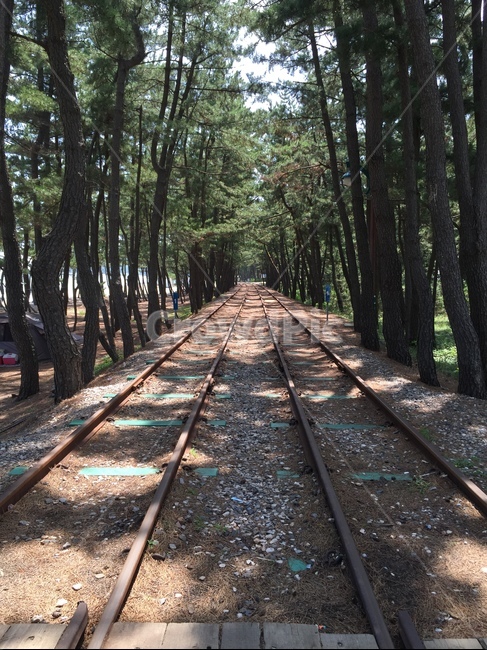 기찻길,옛날기찻길,소나무,소나무길,railway,철도