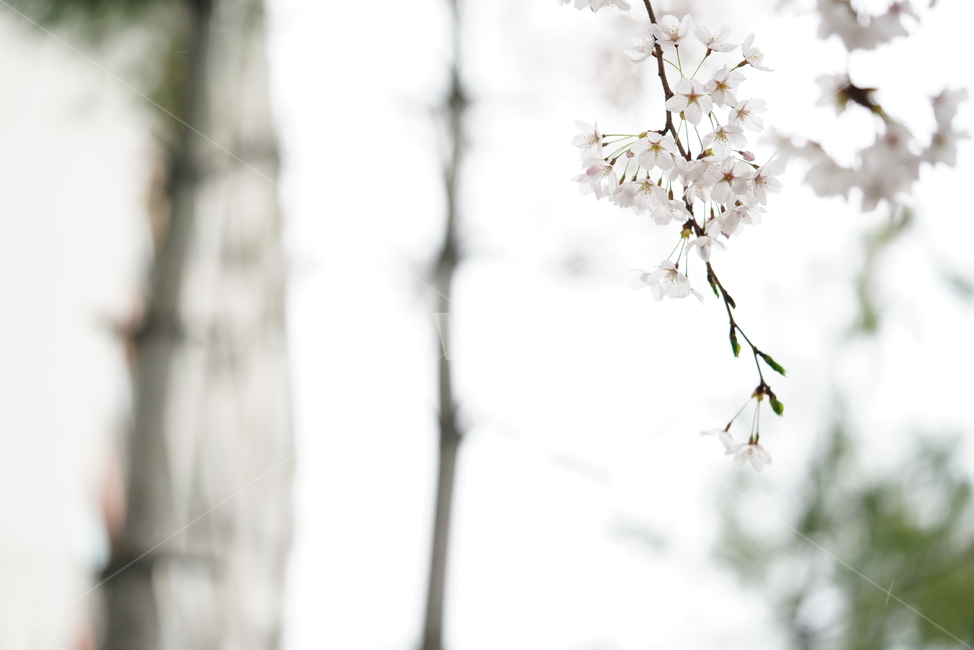 꽃,벚꽃,봄,계절,플라워,화이트,흰색,하얀색,생물,감성,느낌,식물,flower,spring,white
