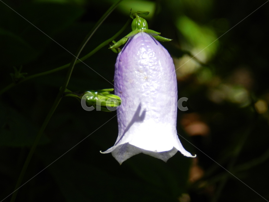 금강초롱,보라,식물,꽃,야생화,식물,자연,plants,nature,꽃,flower