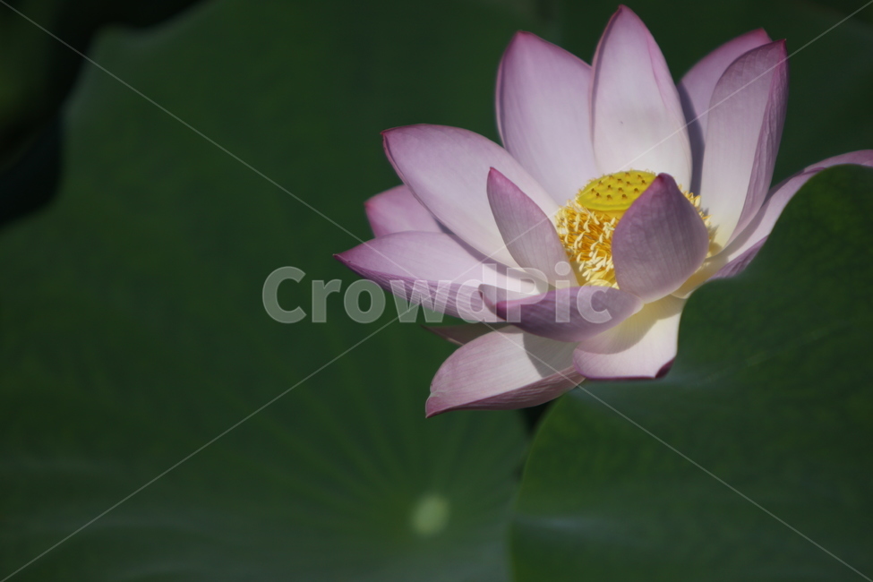 하동,진교,백련지,연꽃,꽃잎,꽃,자연,식물,자연,plants,nature,꽃,flower
