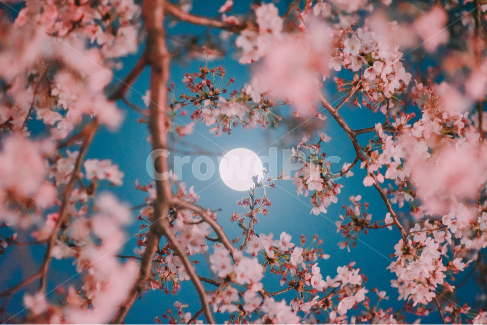 봄,벚꽃,밤,벚나무,보름달,달빛,봄,계절,spring,season,식물,자연,plants,nature,꽃,flower,감성,sensible,feeling,색깔,색상,색채,색감,color sense,color sensitivity,feeling of color,plant,blossom,cherry blossom