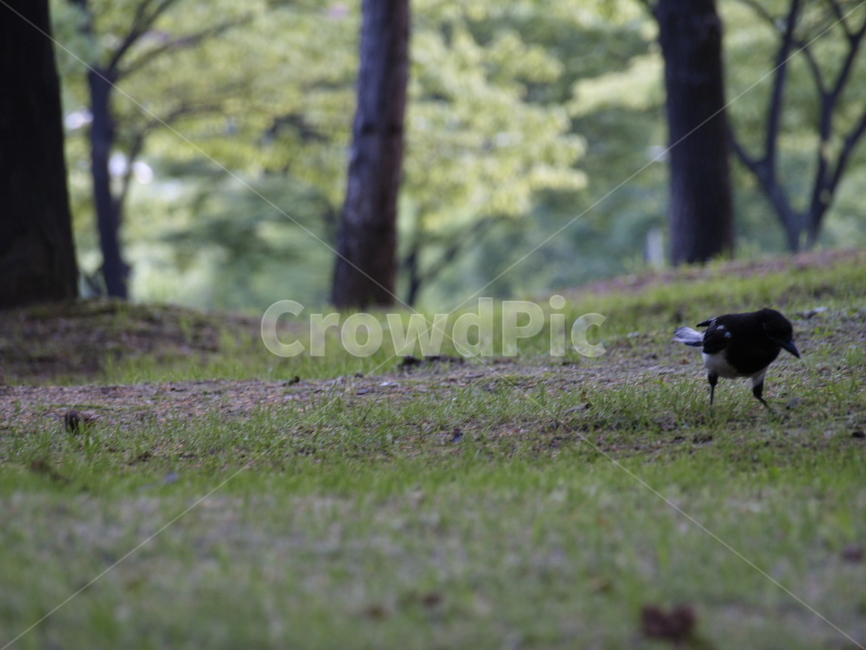 공원,잔디,새,까치,park,bird,animal,동물,동물,animal,조류,새,birds