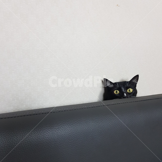 고양이,애완동물,동물,반려묘,미묘