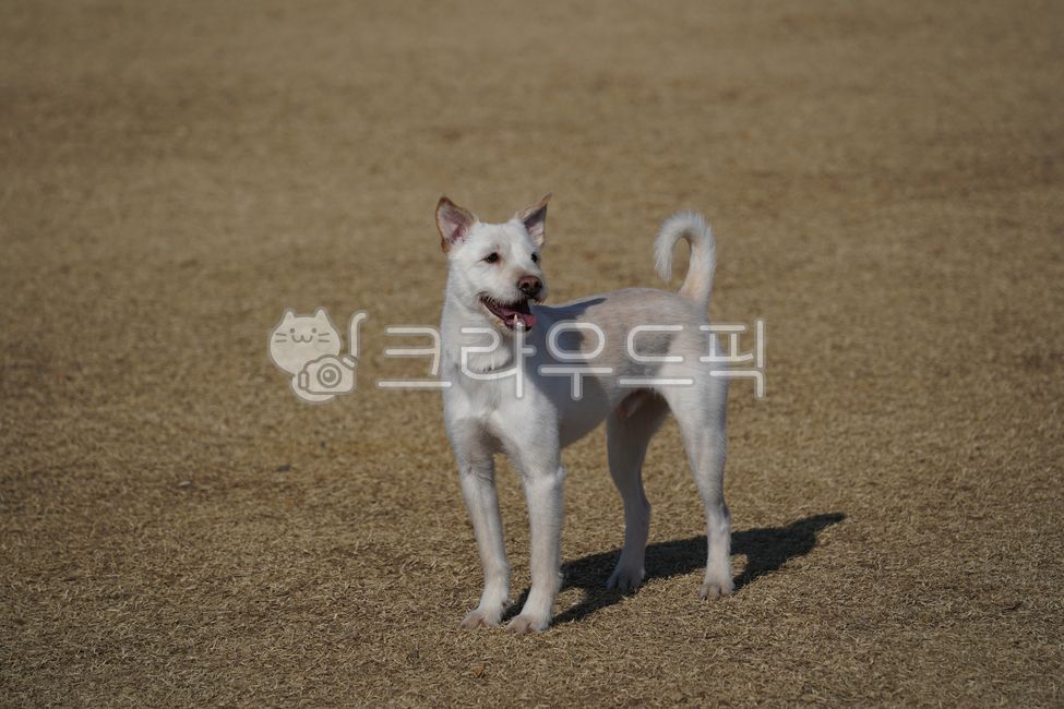 개,강아지,반려견,반려동물,애완견,애완동물,흰색,하얀색,잡종,믹스견,동물,포유류,들판,잔디,dog,pet,animal,mammal