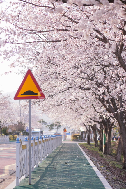pink,Cherry Blossom,Childrens protection zone,cherryblossom,sign,life,spring flowers,spring,beautiful,protected area,school,road,plants,sight,season,Korean natural scenery,spring day,blossom,nature,festival,tree,flower,cherry blossom tree,outdoor,elementa
