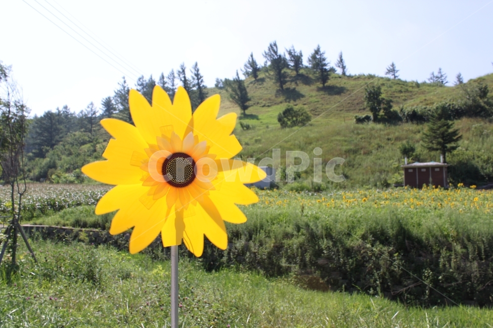 해바라기,바람개비,태백,구와우마을,입구,건축물,산,자연