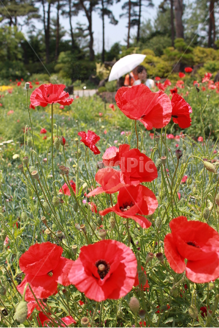 개양귀비꽃,빨간꽃,공원,식물,자연,식물,자연,plants,nature,꽃,flower