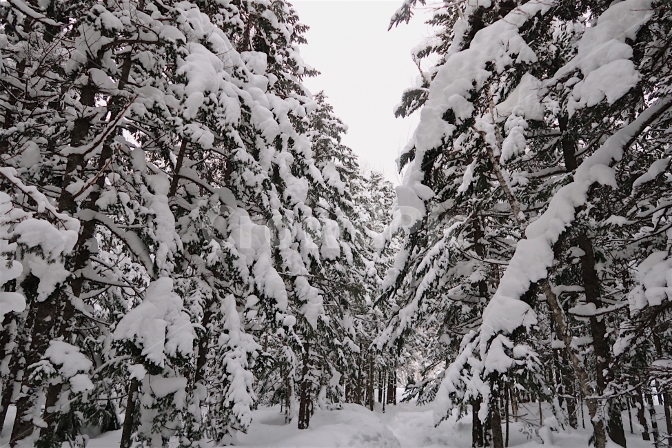 겨울,크리스마스트리,눈,풍경,여행,겨울,계절,winter,season,식물,자연,plants,nature,나무,trees,wood