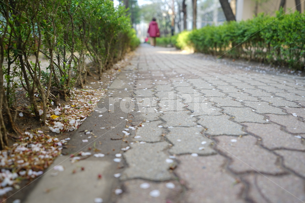 벚꽃잎,길,거리,봄,길거리,잎,길가,로드,감성,감성사진,감성샷,봄,계절,spring,season,꽃,flower,path,통로