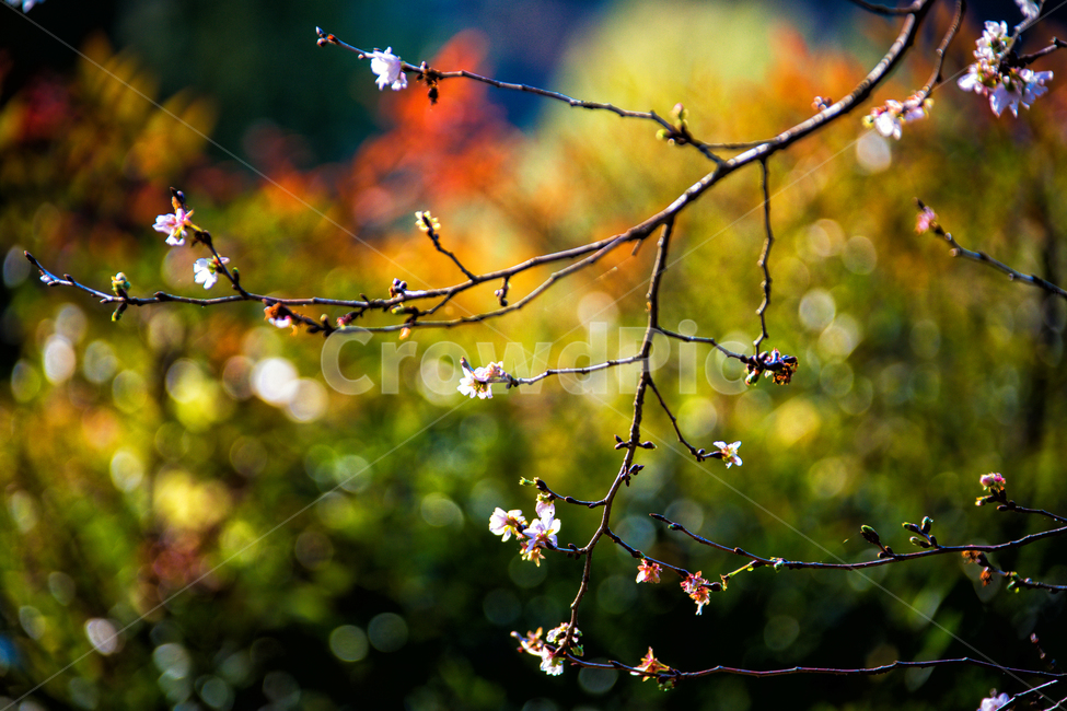 춘추벚꽃,가을벚꽃,가을벚나무,벚꽃,춘추벚나무,prunssubhirtellaautumnalis,춘추화,꽃,식물,자연,plants,nature,꽃,flower