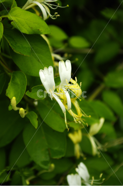 꽃,식물,flower,color,인동초,식물,자연,plants,nature,꽃,flower