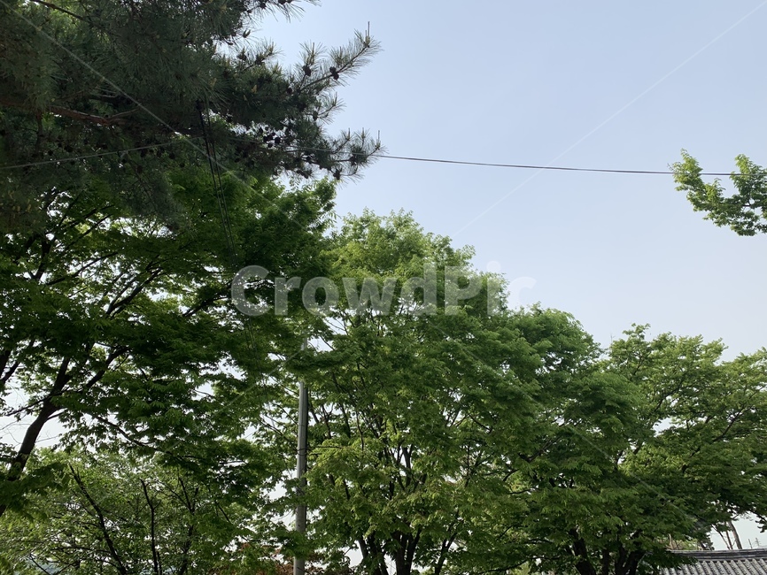 나무,하늘,푸르른,공원,자연,자연,풍경,nature,landscape,tree,plant,식물
