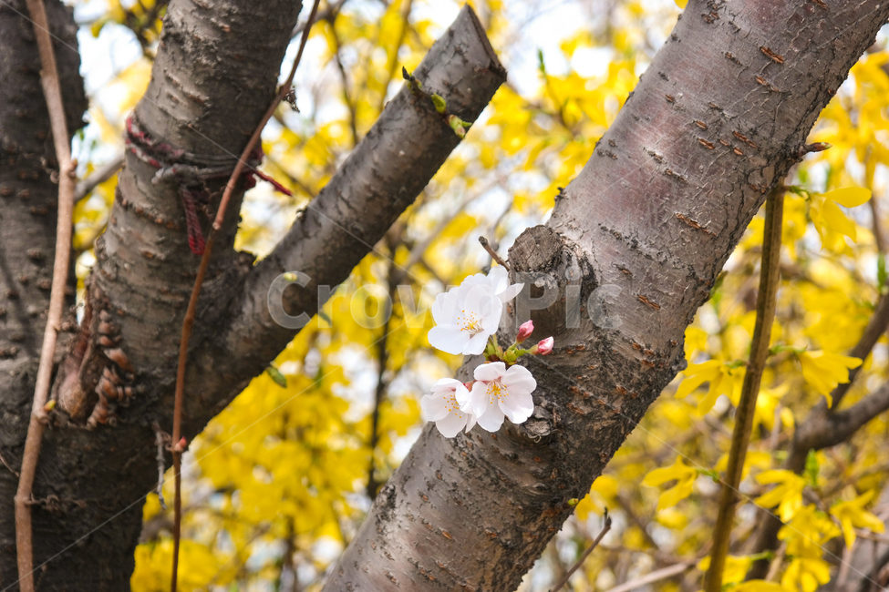 벚꽃,개나리,노랑,tree,treetrunk,나무줄기,plant,식물,cheeyblossom,사쿠라,봄,자연,nature,나무,핑크,개화,wood,분홍,봄꽃,노란꽃,핑크꽃,spring,봄,계절,spring,season