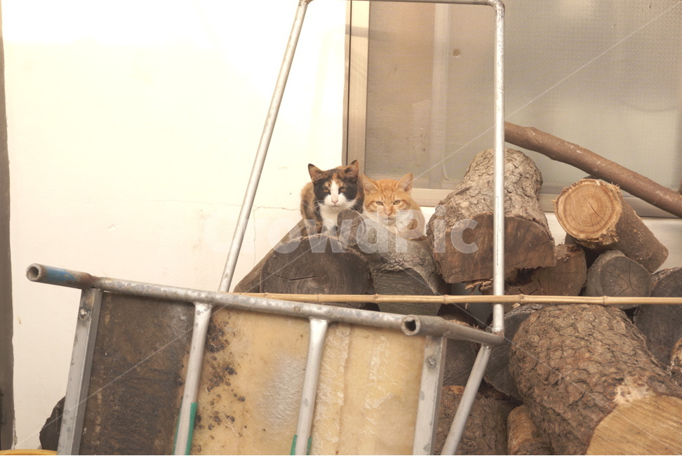 고양이,길고양이,고양이두마리,섬고양이,cat,anlmal,동물,섬풍경,고물,동물,animal,포유류,mammal,고양이,cat,kitten,kitty