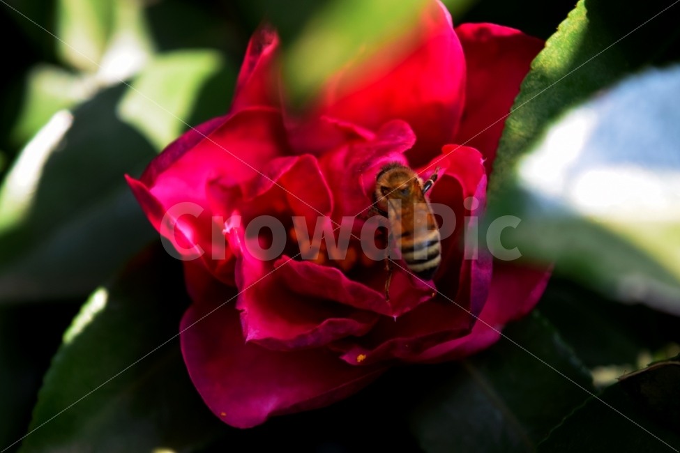 꽃,벌,장미,꿀벌,장미꽃,감성,벌레,식물,자연,plants,nature,꽃,flower,동물,animal,곤충,벌레,insect,bug