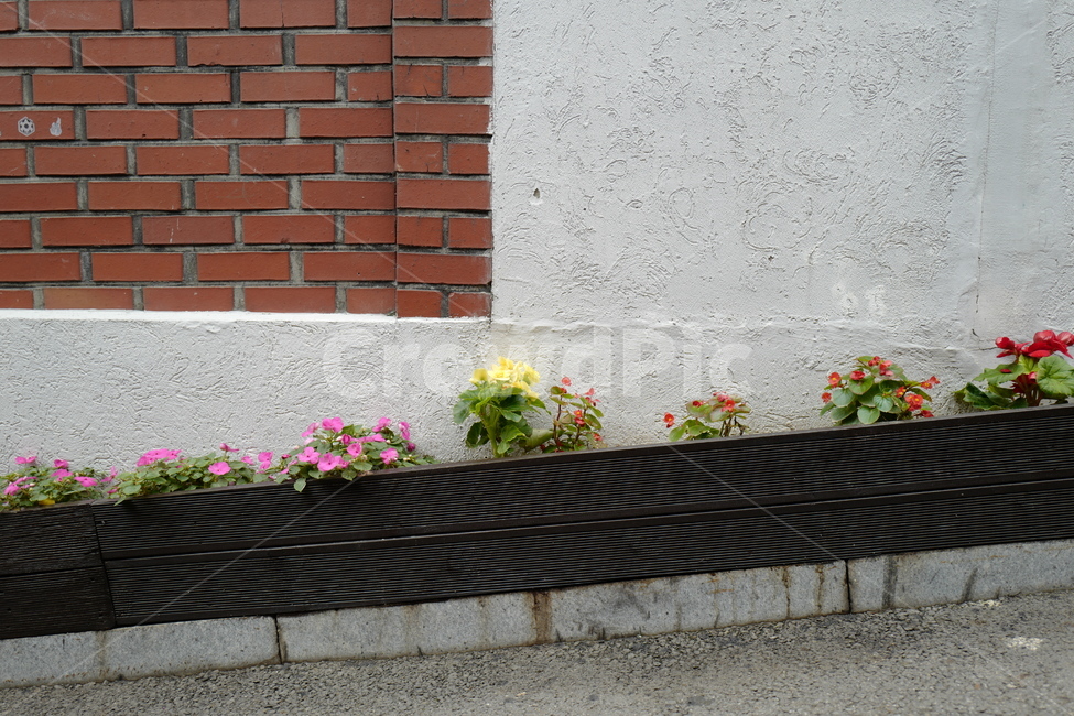 꽃,화단,담벼락,벽,골목,flower,wall,alley,식물,자연,plants,nature