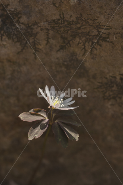 바람꽃,만주바람꽃,봄꽃,새봄,감성꽃사진,흰꽃,봄,계절,spring,season,식물,자연,plants,nature,꽃,flower,plant