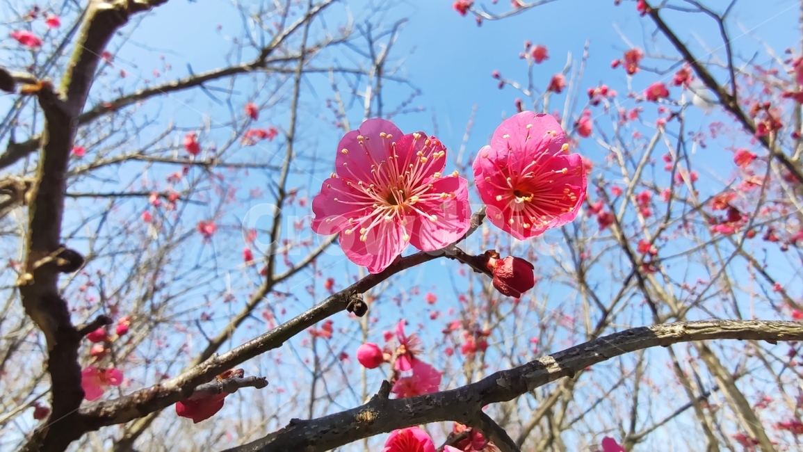 홍매화,매화,매화꽃,붉은매화꽃,홍매,자장매,maehwa,plant,식물,flower,blossom,꽃,식물,자연,plants,nature,꽃,flower