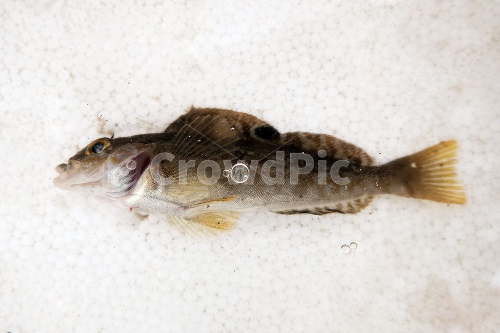 물고기,낚시,어류,fish,fishing