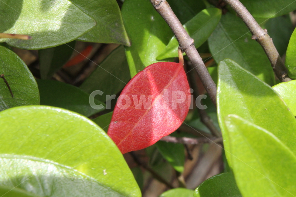 잎,엽록소,빨강,leaf,red,식물,자연,plants,nature