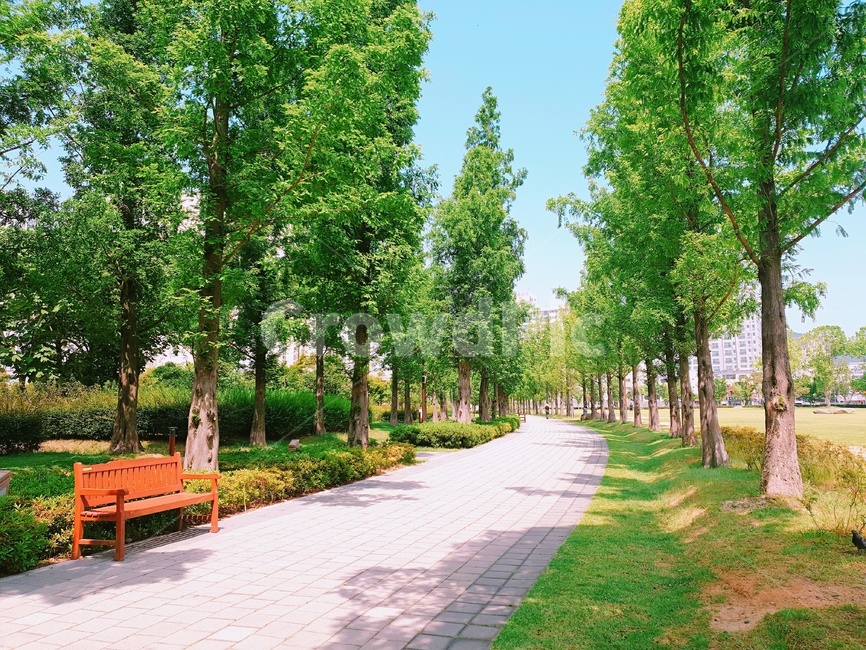 공원,벤치,나무,가로수,산책,초록,여름,그늘,의자,맑음,햇살,길,하늘,메타세콰이어