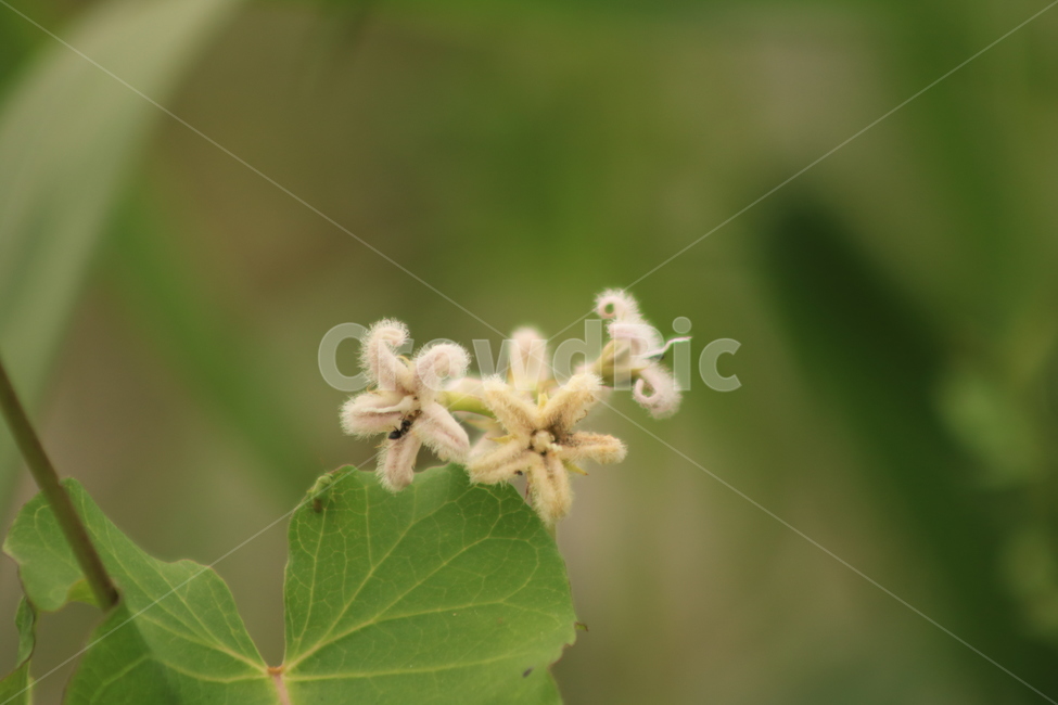 야생화,박주가리,꽃,plant,식물,식물,자연,plants,nature,꽃,flower