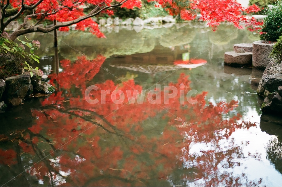 가을,반영사진,단풍,붉은잎,나뭇가지,가을,계절,fall,autumn,season,자연,풍경,nature,landscape,감성,sensible,feeling,plant,식물,leaf,잎,tree,나무,maple