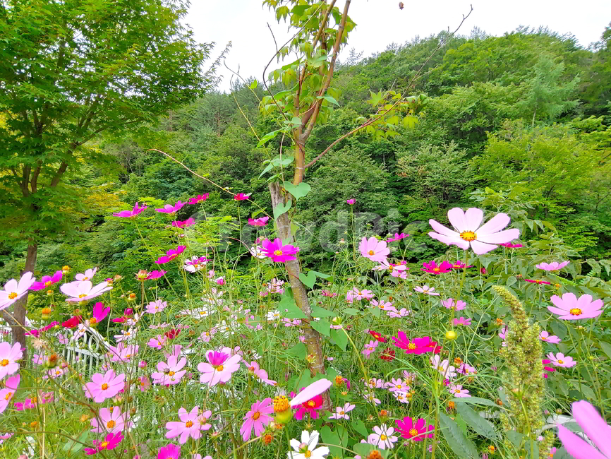 코스모스,가을꽃,풍경,꽃,구름,하늘