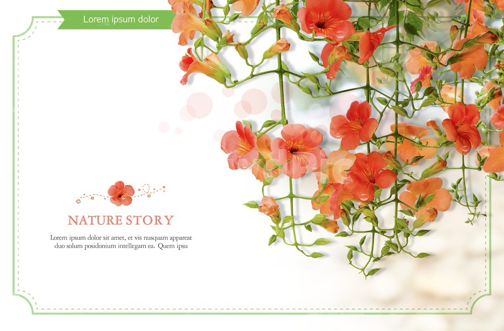 꽃,능소화,여름,감성,엽서,표지,전단지,브로슈어,프레임,식물,자연,plants,nature,꽃,flower,그래픽,일러스트레이션,graphic,illustration